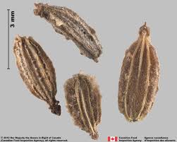 Attēlu rezultāti vaicājumam “Daucus sativus”