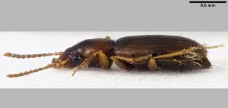 Attēlu rezultāti vaicājumam “Tachyta nana”