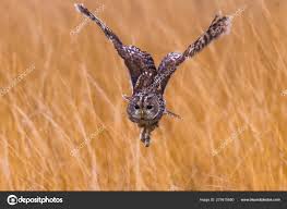 Image result for Strix aluco