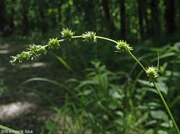 Attēlu rezultāti vaicājumam “Carex lepidocarpa fruit”