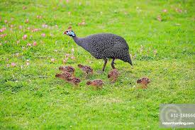 Attēlu rezultāti vaicājumam “Numida meleagris adult”