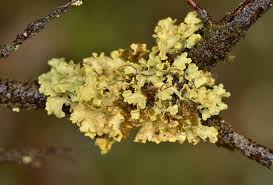 Attēlu rezultāti vaicājumam “Vulpicida pinastri”