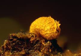 Attēlu rezultāti vaicājumam “Badhamia flavoglauca spores”