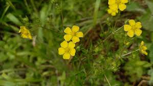 Attēlu rezultāti vaicājumam “Potentilla argentea flower”