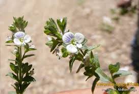 Attēlu rezultāti vaicājumam “Veronica serpyllifolia leaf”