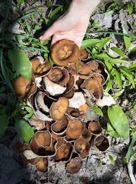 Attēlu rezultāti vaicājumam “Disciotis venosa”