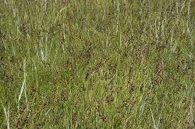 Attēlu rezultāti vaicājumam “Juncus compressus fruit”