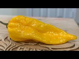 Afbeeldingsresultaat voor yellow fratali hot pepper