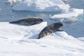 Image result for Cystophora cristata