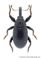 Attēlu rezultāti vaicājumam “Anthonomus phyllocola”