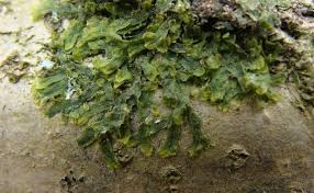 Attēlu rezultāti vaicājumam “Metzgeria furcata”