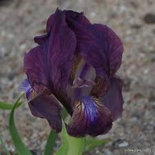 Attēlu rezultāti vaicājumam “Iris rosenbachiana”
