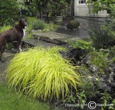 Attēlu rezultāti vaicājumam “Carex elata flower”