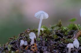 Attēlu rezultāti vaicājumam “Delicatula integrella”