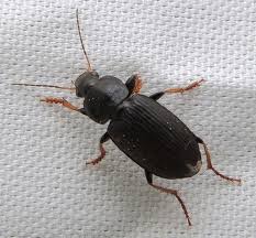 Attēlu rezultāti vaicājumam “Diachromus germanus”