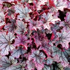 Image result for Heuchera `Swirling Fantasy`