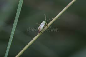 Attēlu rezultāti vaicājumam “Adelphocoris quadripunctatus”