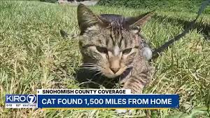 Image result for cat found