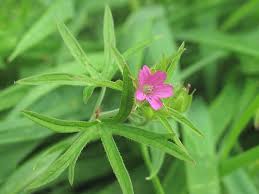 Attēlu rezultāti vaicājumam “Geranium dissectum flower”