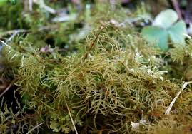 Attēlu rezultāti vaicājumam “Hylocomiastrum umbratum”