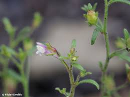 Attēlu rezultāti vaicājumam “Microrrhinum minus leaf”