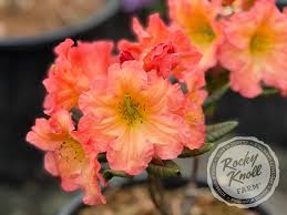 Attēlu rezultāti vaicājumam “rhododendron”