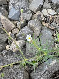 Attēlu rezultāti vaicājumam “Spergula arvensis”