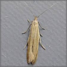 Attēlu rezultāti vaicājumam “Coleophora alticolella”