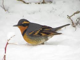 Image result for Ixoreus naevius