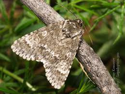 Attēlu rezultāti vaicājumam “Acronicta megacephala”