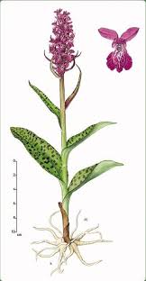 Attēlu rezultāti vaicājumam “Dactylorhiza majalis subsp. baltica flower”