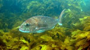 Image result for Pagrus auratus