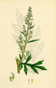 Image result for Artemisia vulgaris