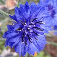 Image result for Centaurea cyanus