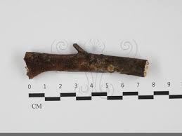 Attēlu rezultāti vaicājumam “Mycoacia fuscoatra”