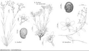Attēlu rezultāti vaicājumam “Moehringia lateriflora flower”