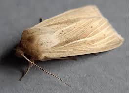 Attēlu rezultāti vaicājumam “Mythimna impura”