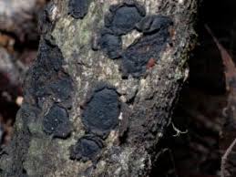 Attēlu rezultāti vaicājumam “Biscogniauxia marginata”