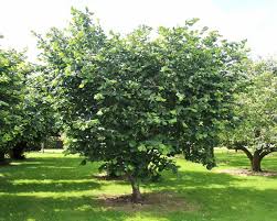 Attēlu rezultāti vaicājumam “Corylus avellana”