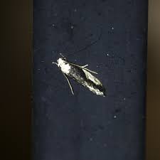 Attēlu rezultāti vaicājumam “Monopis monachella”