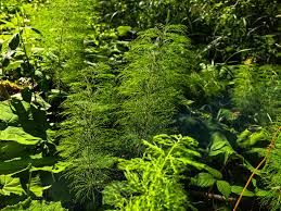 Attēlu rezultāti vaicājumam “Equisetum sylvaticum”