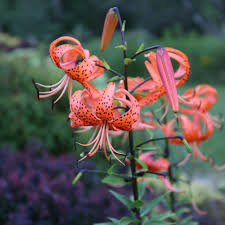 Attēlu rezultāti vaicājumam “Lilium lancifolium flower”