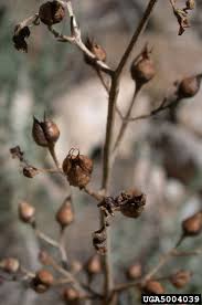 Attēlu rezultāti vaicājumam “Scrophularia nodosa fruit”