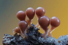 Attēlu rezultāti vaicājumam “Physarum globuliferum stalked”