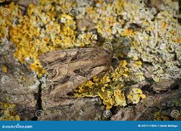 Attēlu rezultāti vaicājumam “Lacanobia suasa”