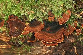 Attēlu rezultāti vaicājumam “Hymenochaete rubiginosa”