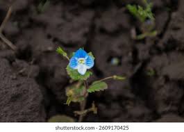 Attēlu rezultāti vaicājumam “Veronica agrestis flower”