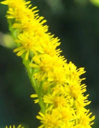 Image result for Solidago virgaurea