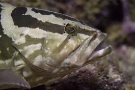 Image result for Mycteroperca rubra