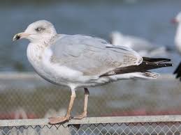 Attēlu rezultāti vaicājumam “Larus argentatus”